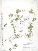 藏品(匐枝委陵菜)的圖片