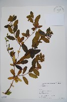 藏品(忍冬、金銀花)的圖片