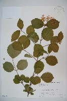 藏品(莢迷)的圖片