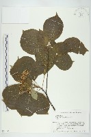 藏品(燈台樹)的圖片