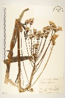 藏品(河濱千里光)的圖片