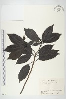 藏品(東瀛珊瑚)的圖片