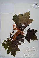 藏品(鬼槭)的圖片