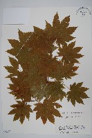 藏品(團扇槭)的圖片