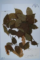 藏品(千金榆)的圖片