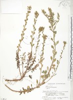 藏品(茅毛珍珠菜)的圖片