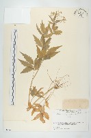 藏品(白花碎米薺)的圖片