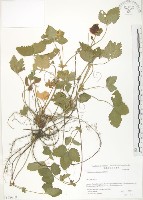 藏品(蛇莓、地莓、龍吐珠)的圖片