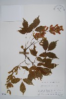 藏品(薇莓槭)的圖片