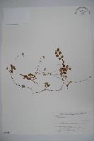 藏品(北極花)的圖片