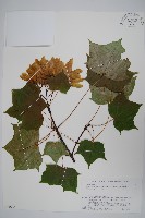 藏品(達爾色木槭)的圖片