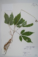 藏品(竹節參)的圖片