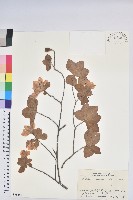 藏品(五葉杜鵑花)的圖片