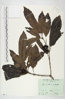 藏品(桃葉珊瑚)的圖片