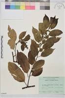 藏品(桶鉤藤)的圖片