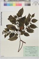 藏品(桶鉤藤)的圖片