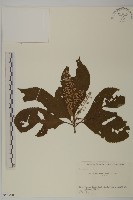 藏品(華東山柳)的圖片