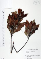 藏品(山欖、樹青)的圖片