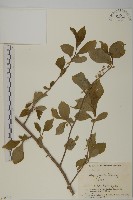 藏品(常山)的圖片