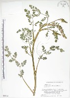 藏品(彎果黃菫)的圖片