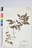 藏品(日本扁枝越桔)的圖片