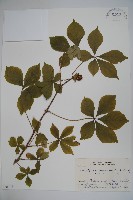 藏品(兩歧五加)的圖片