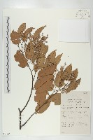 藏品(小葉沙羅雙)的圖片