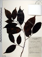 藏品(羅庚果)的圖片