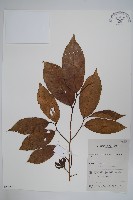 藏品(香花暗羅)的圖片