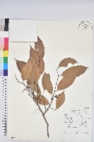 藏品()的圖片