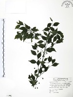 藏品(燈稱花、烏雞骨)的圖片