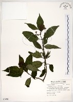 藏品(水金京)的圖片