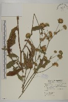 藏品(地膽草、毛蓮菜)的圖片