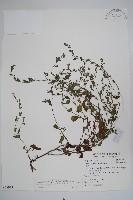 藏品(細纍子草)的圖片