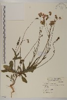 藏品(纓絨花)的圖片