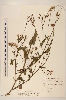 藏品(紫背草)的圖片