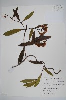 藏品(小錦蘭)的圖片