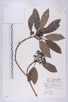 藏品(五蕊虎皮楠)的圖片