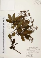 藏品(香楠)的圖片