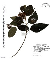 藏品(杜虹花，台灣紫珠)的圖片