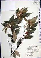 藏品(紅皮、葉下白、赤仔尾)的圖片