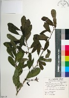 藏品(柘樹)的圖片