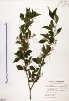 藏品(烏皮九芎、奮起湖野茉莉)的圖片