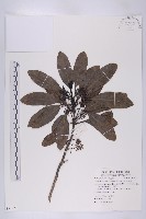 藏品(五蕊虎皮楠)的圖片