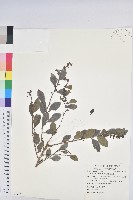 藏品(細葉饅頭果)的圖片