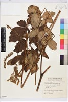 藏品(興安升麻)的圖片