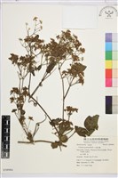 藏品(小蓑衣藤)的圖片