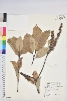 藏品(高山栲)的圖片