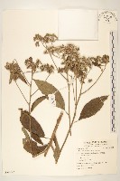 藏品(斑鳩菊)的圖片