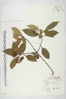 藏品(小棶木)的圖片